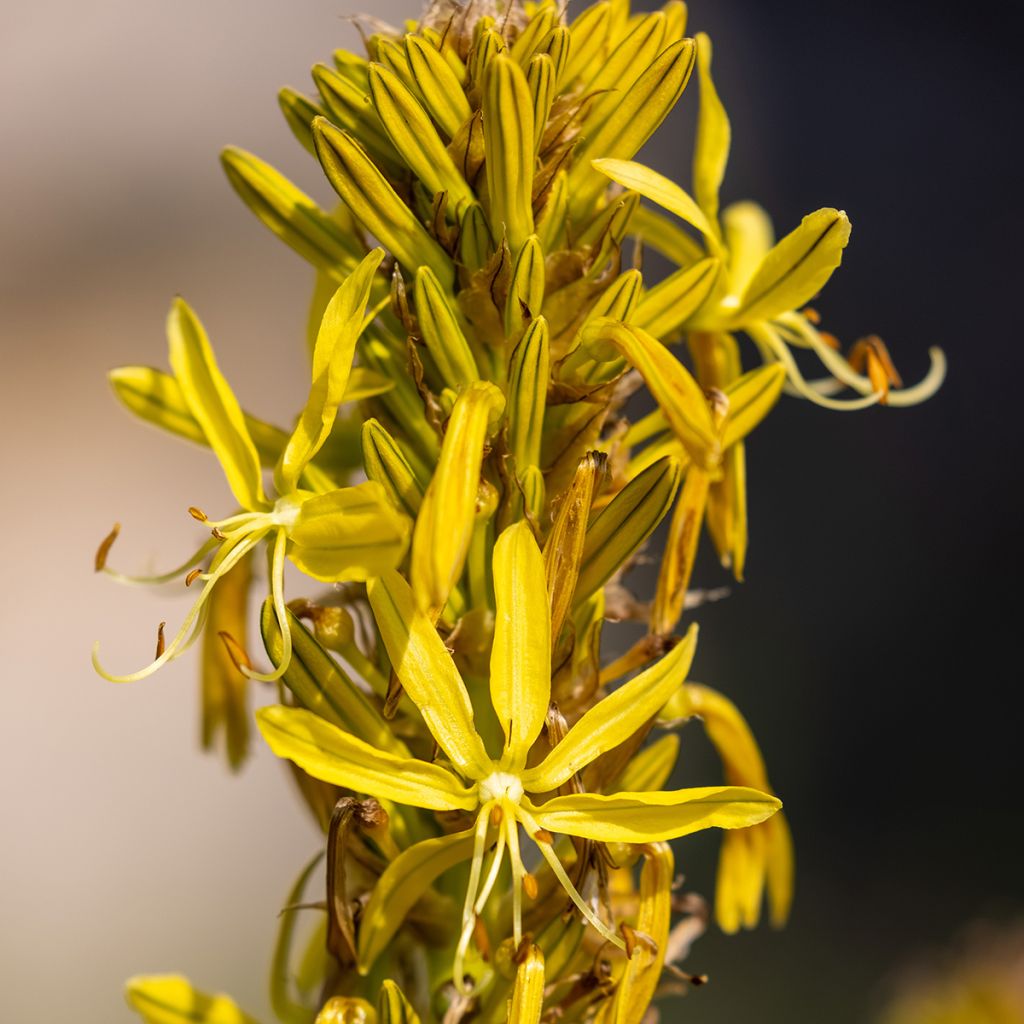 Keltasoihtu - Asphodeline lutea