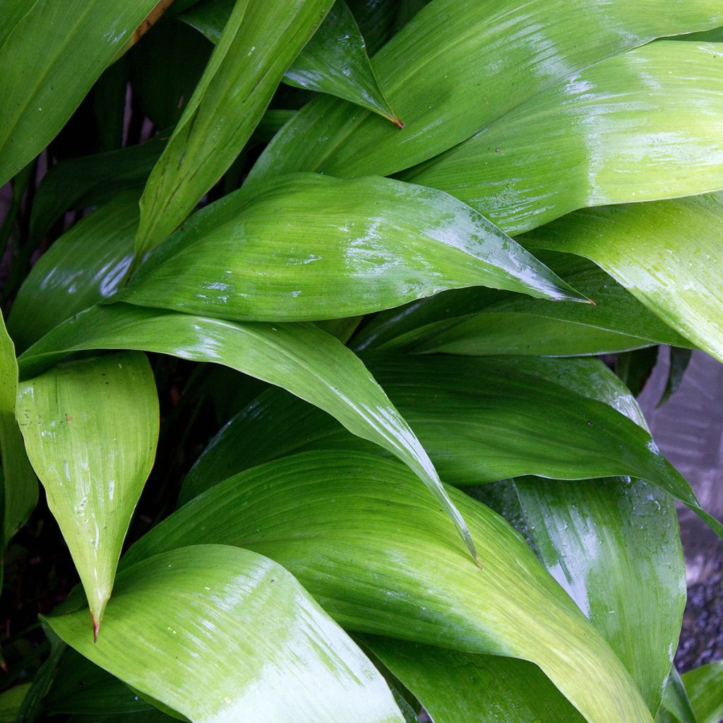Tuonenkielo - Aspidistra elatior