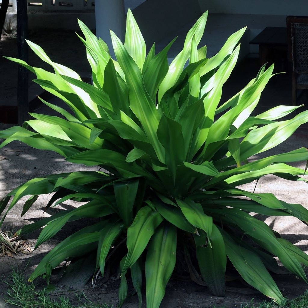 Tuonenkielo - Aspidistra elatior