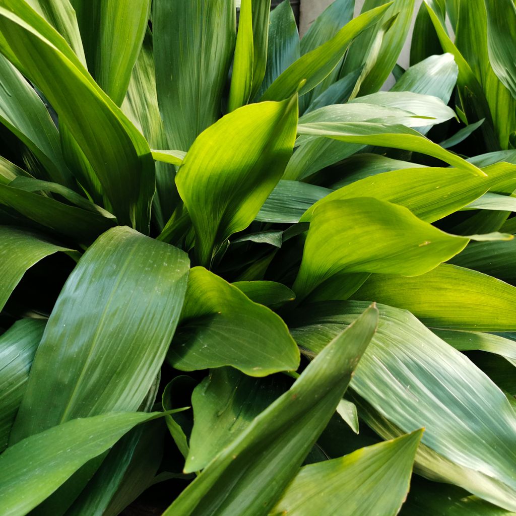 Tuonenkielo - Aspidistra elatior