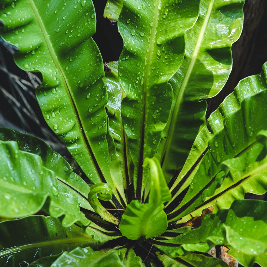 Pesäraunioinen - Asplenium nidus