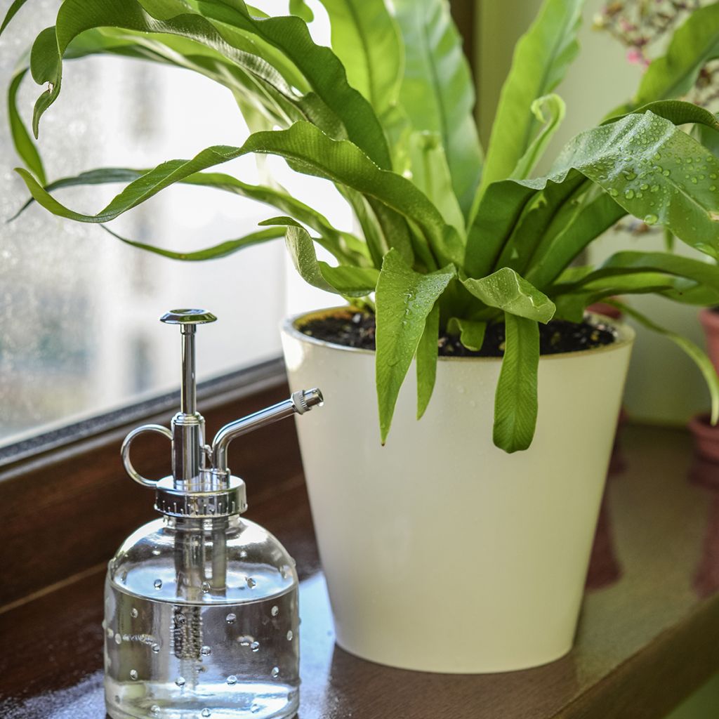Pesäraunioinen - Asplenium nidus