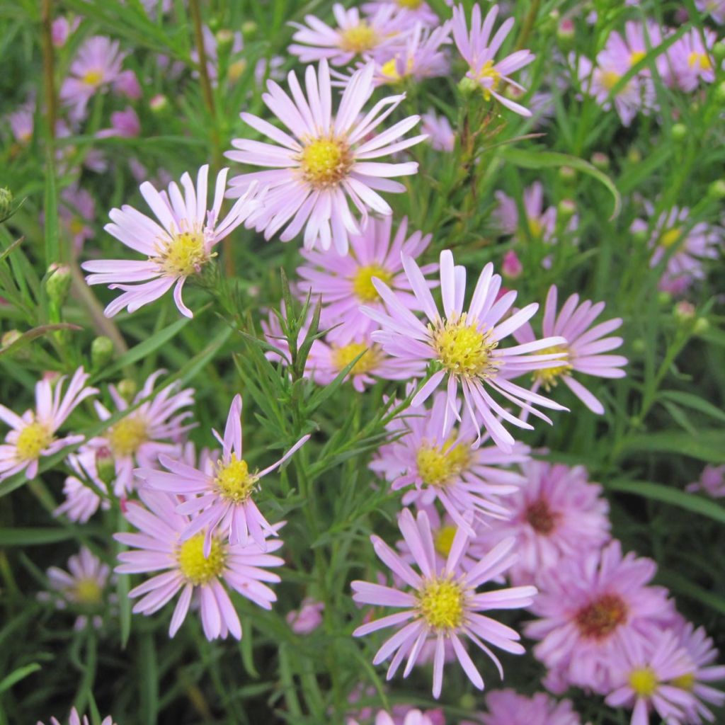 Kanerva-asteri Pink Star