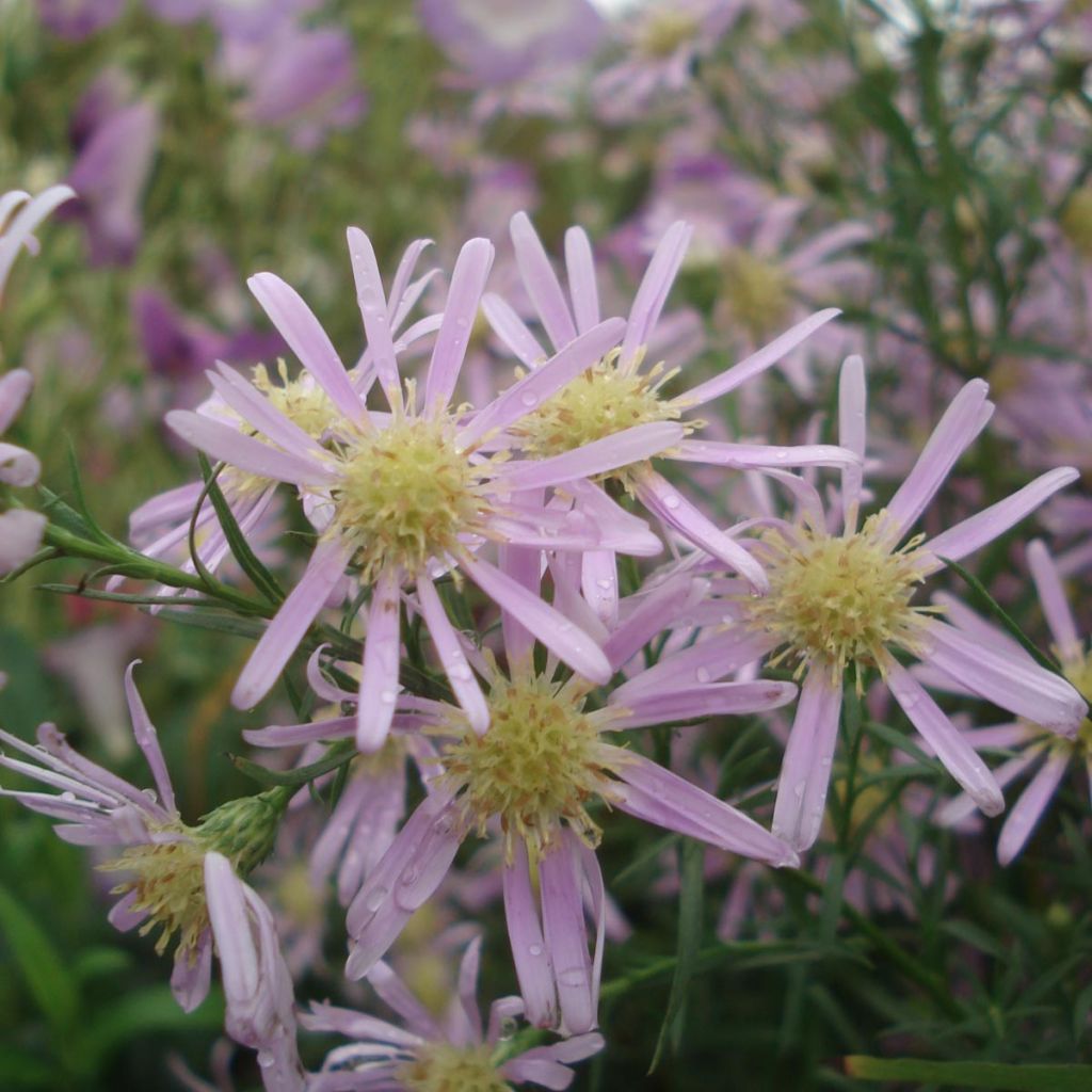 Kanerva-asteri Pink Star