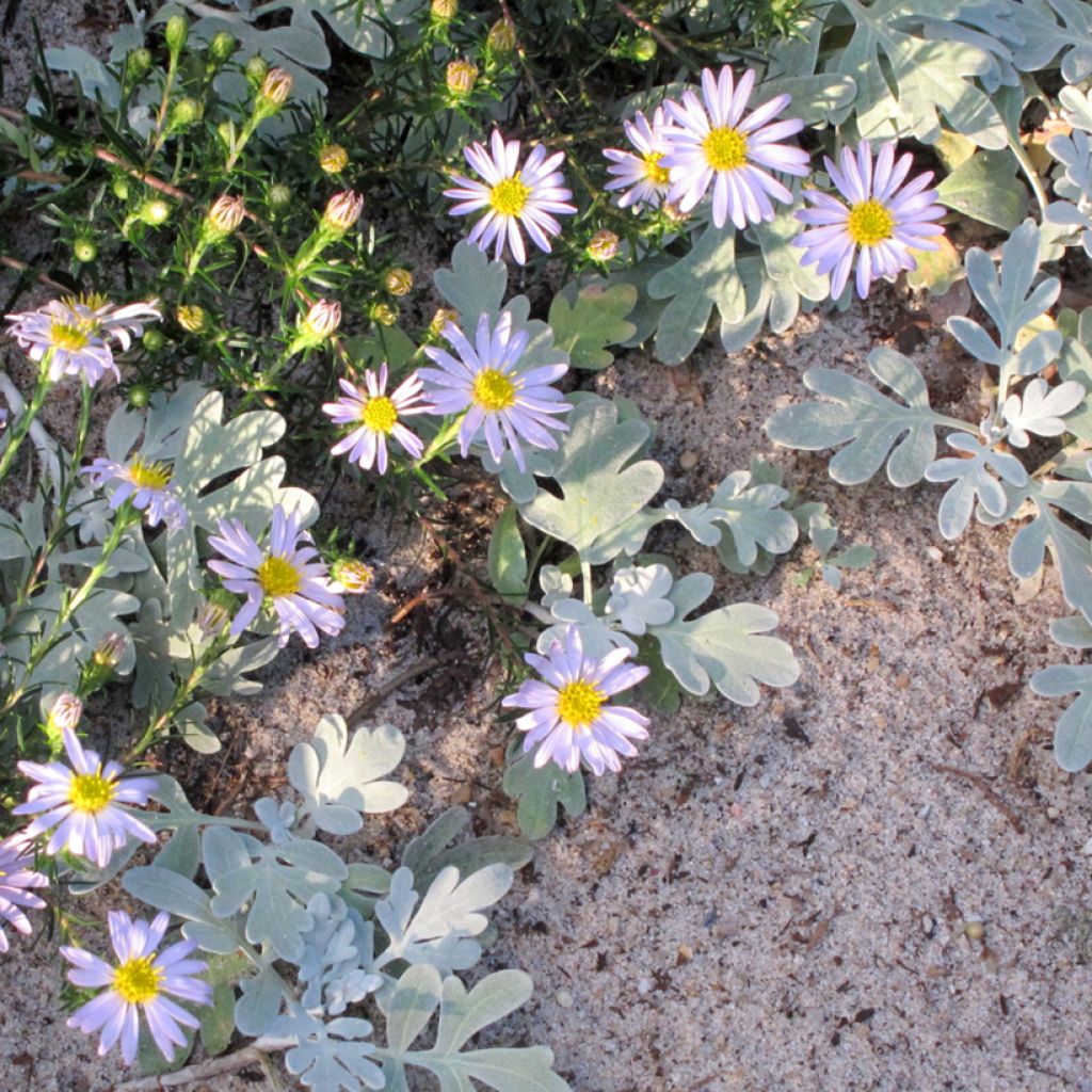 Syysasteri - Aster linariifolius