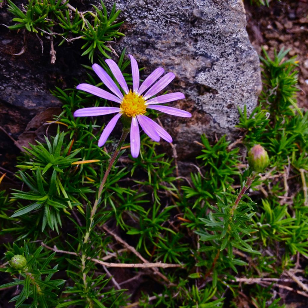 Syysasteri - Aster linariifolius