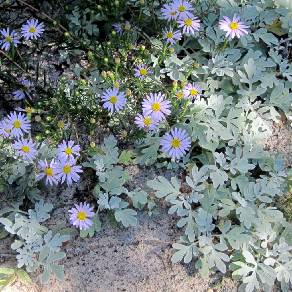 Syysasteri - Aster linariifolius