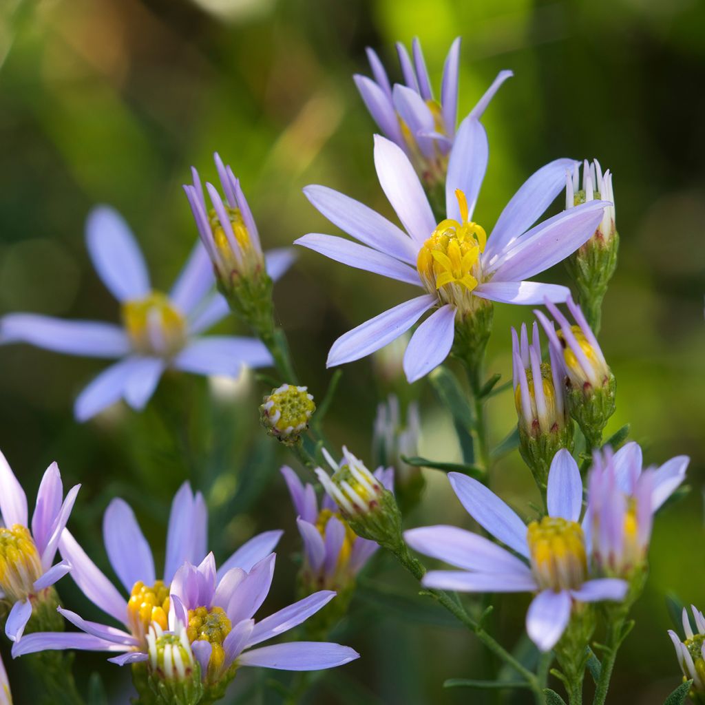 Pikkukutriasteri - Aster sedifolius