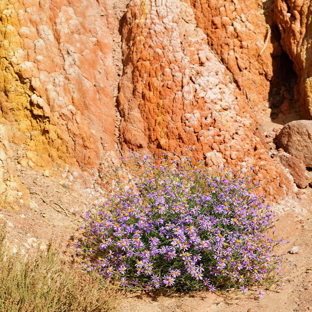 Pikkukutriasteri - Aster sedifolius