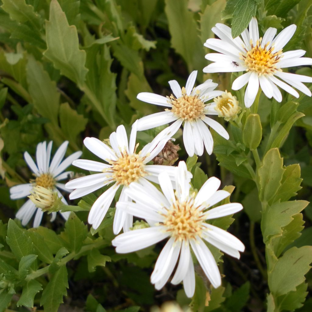 Pursuasteri Ashvi