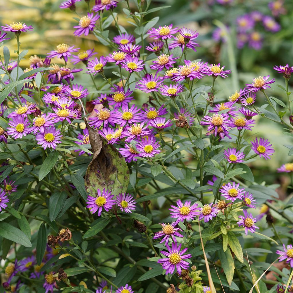 Pursuasteri Ezo Murasaki