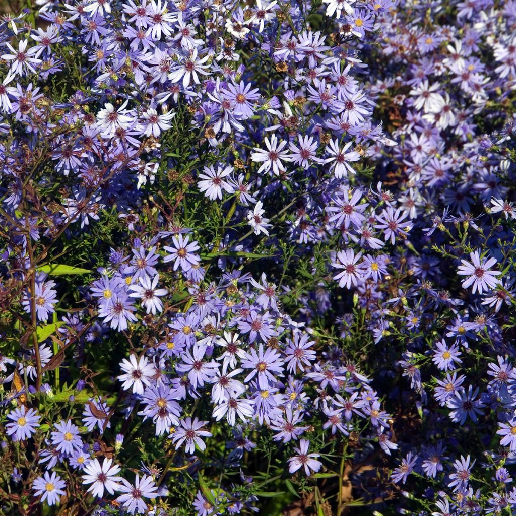 Hertta-asteri Little Carlow