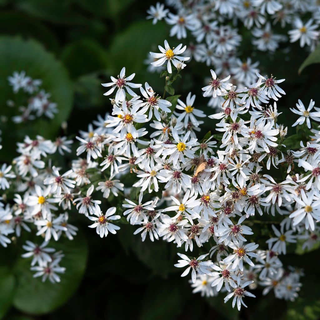 Syysasteri - Aster divaricatus
