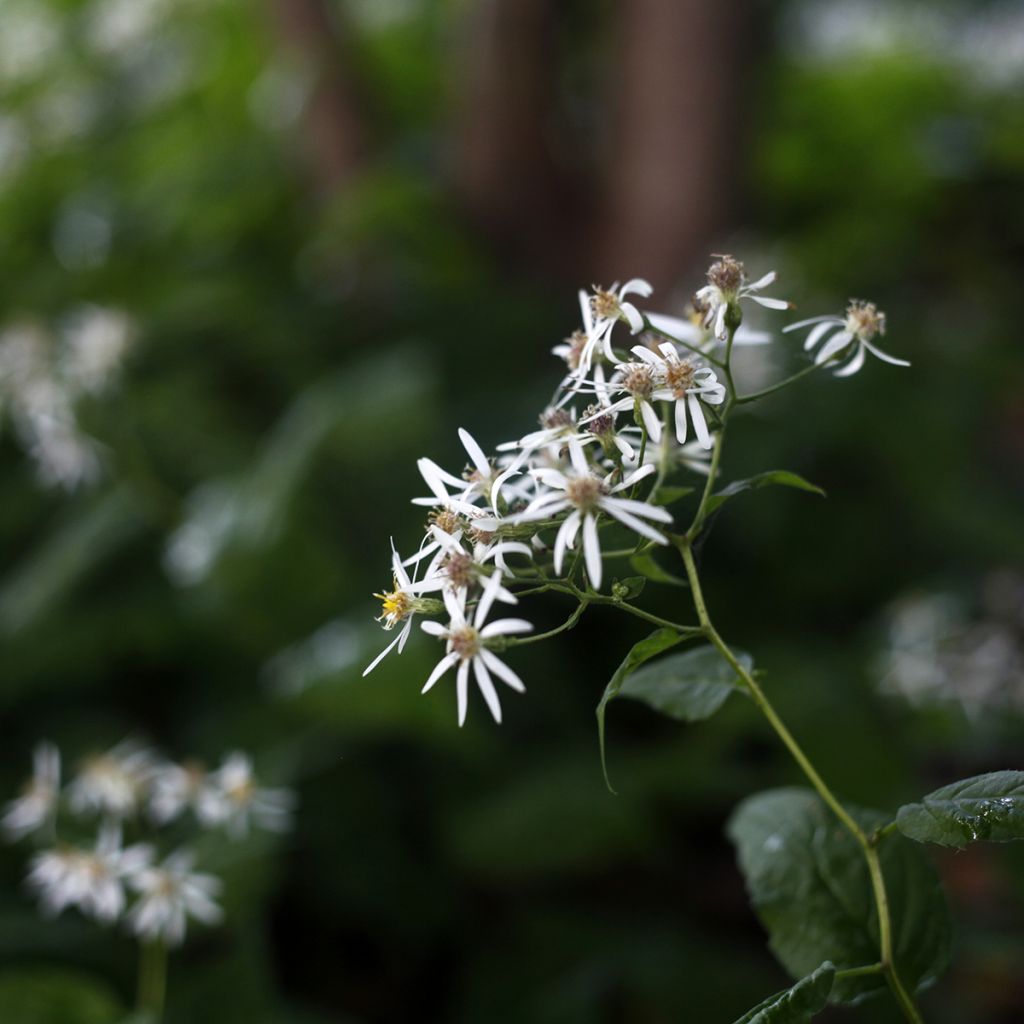 Syysasteri - Aster divaricatus