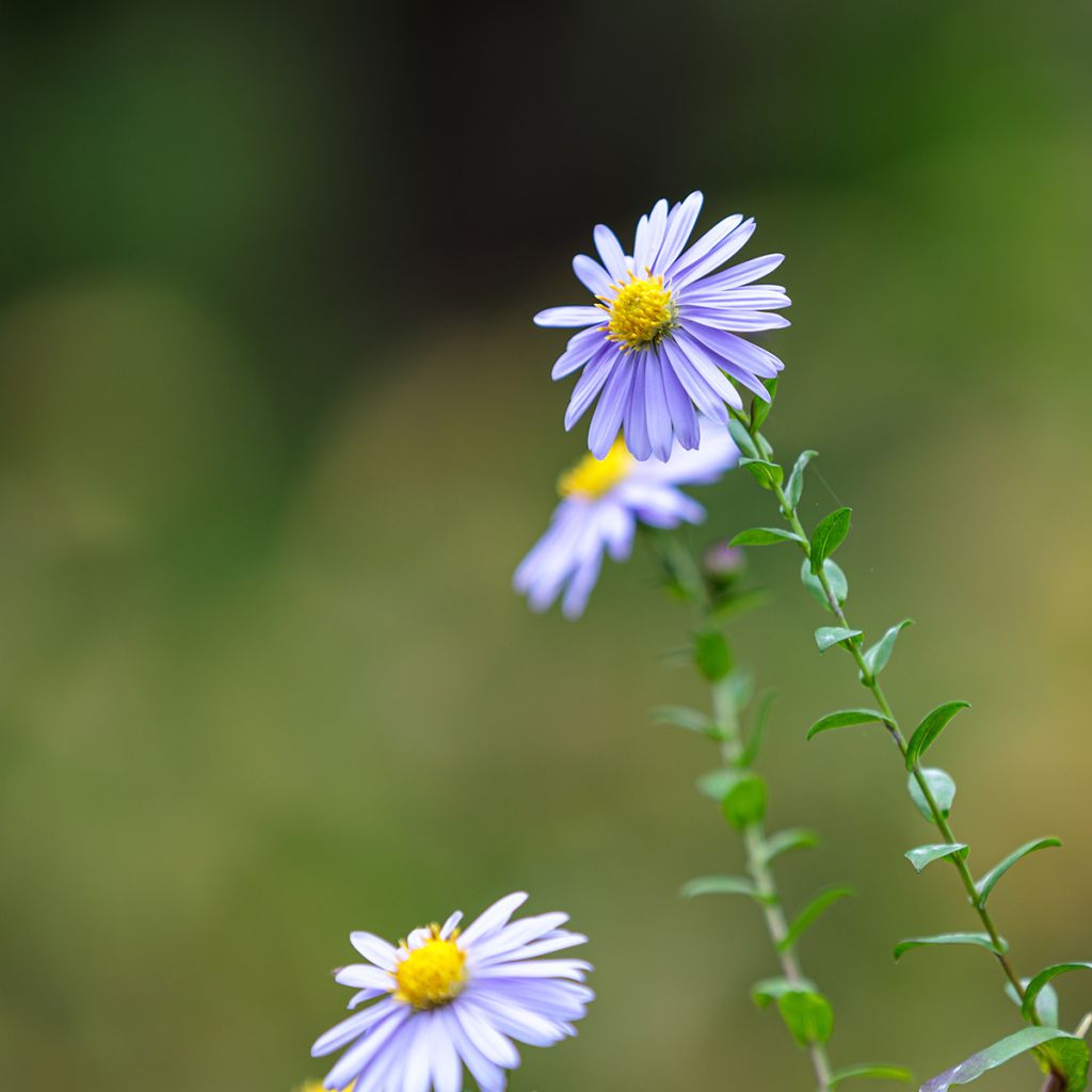 Reunusasteri Lady In Blue