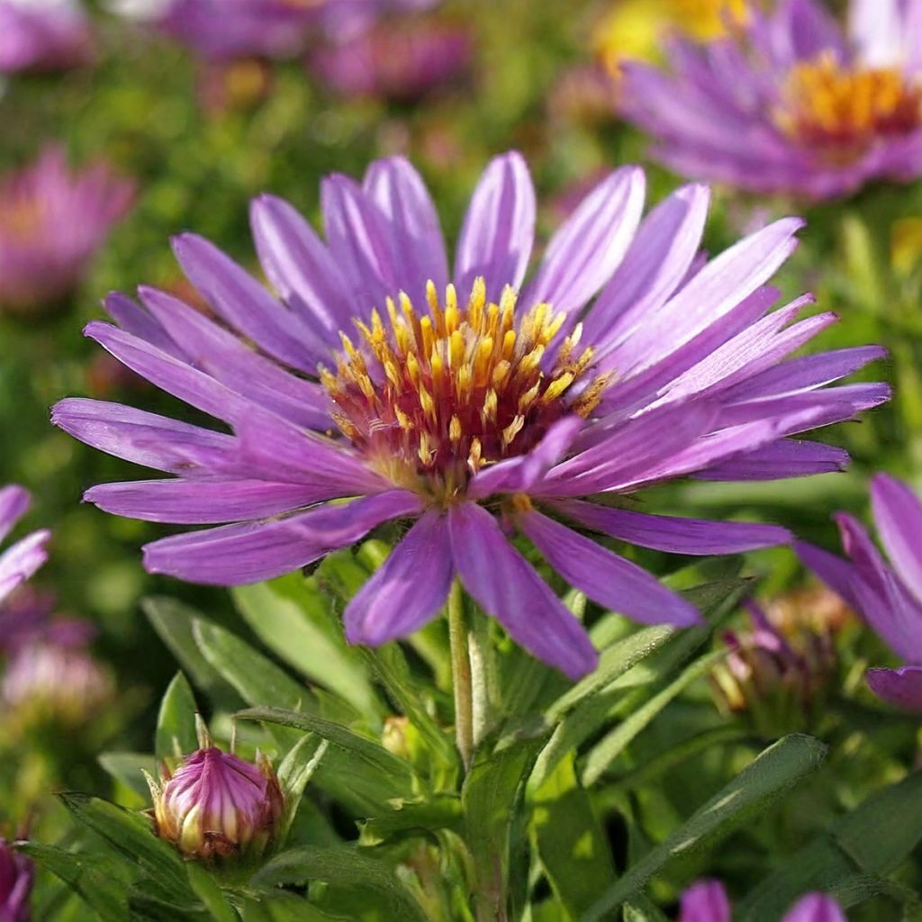 Syysasteri Wood's Purple