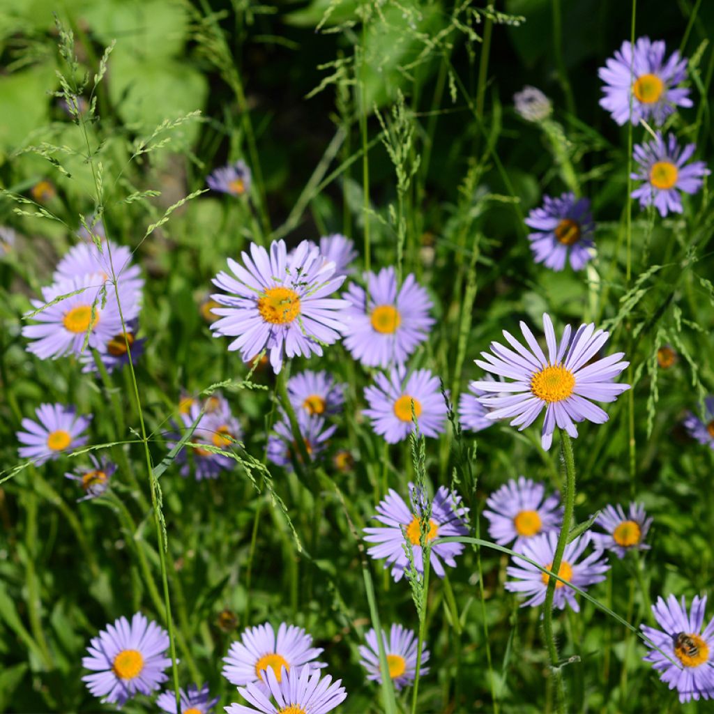 Syysasteri Wood's Purple