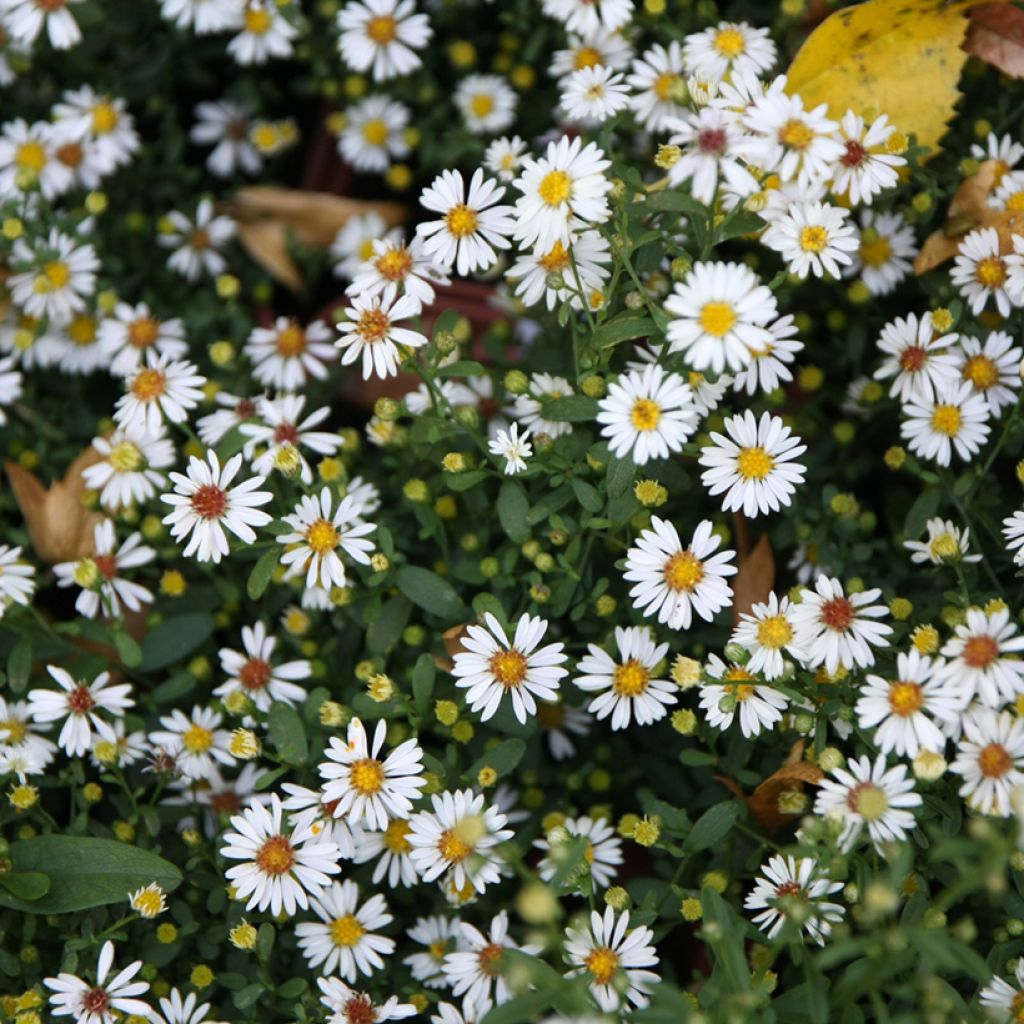 Kanerva-asteri - Symphyotrichum ericoides