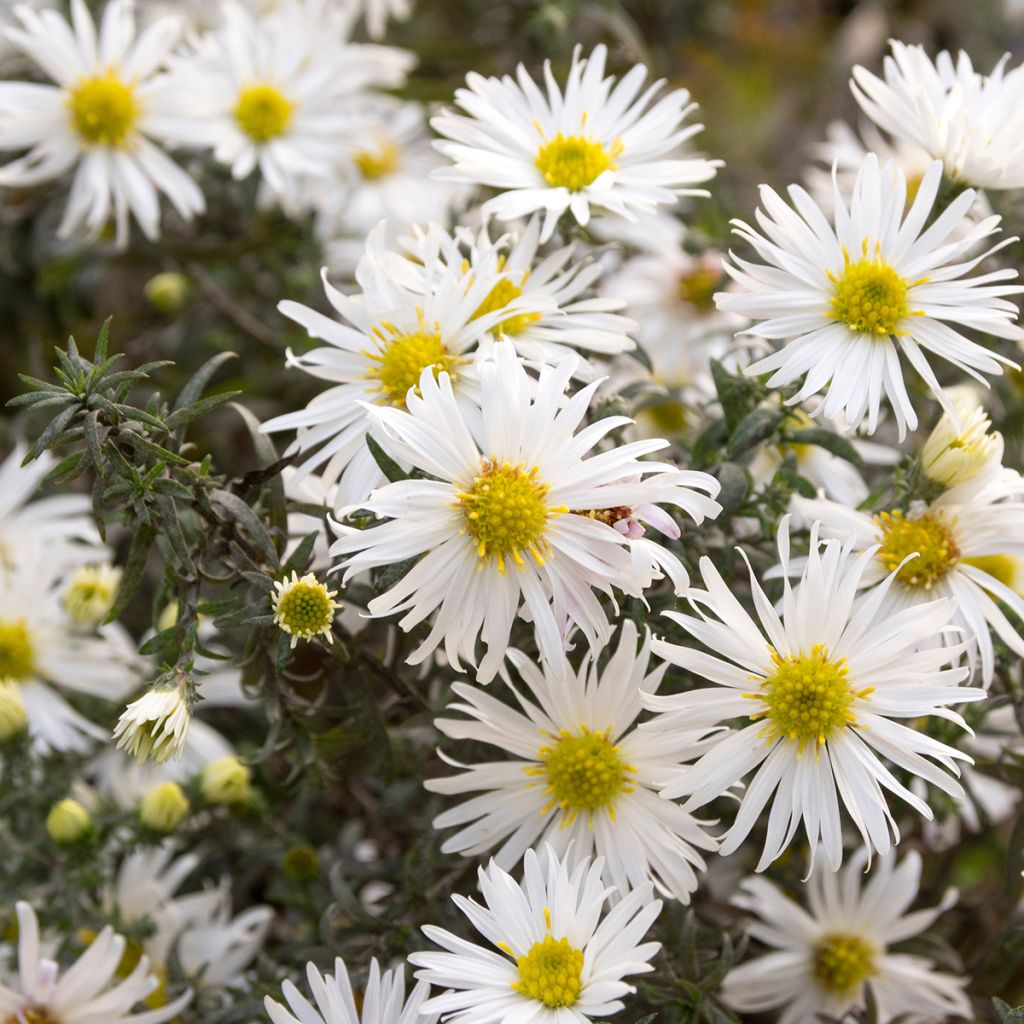 Kanerva-asteri f. prostratus Snow Flurry