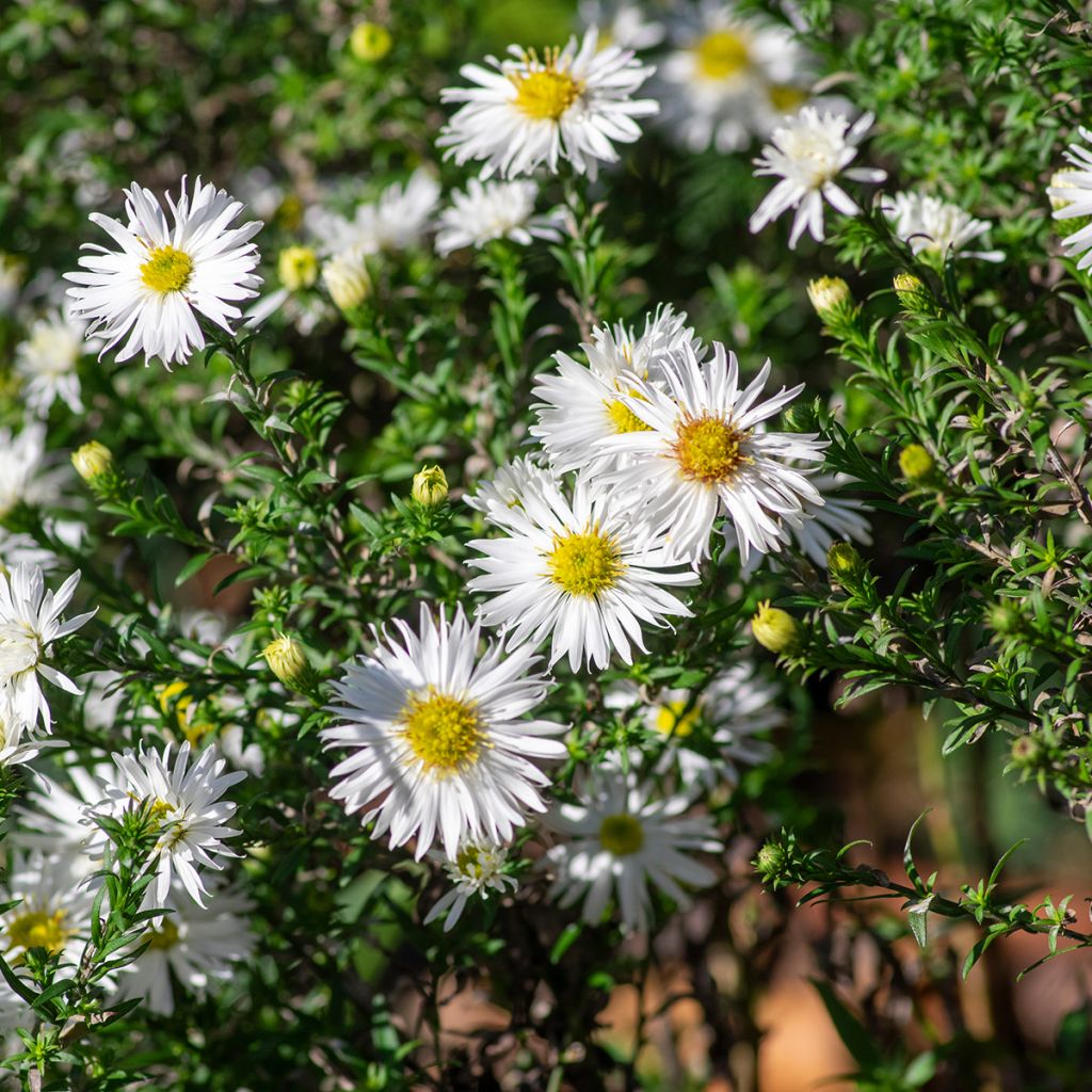 Kanerva-asteri f. prostratus Snow Flurry