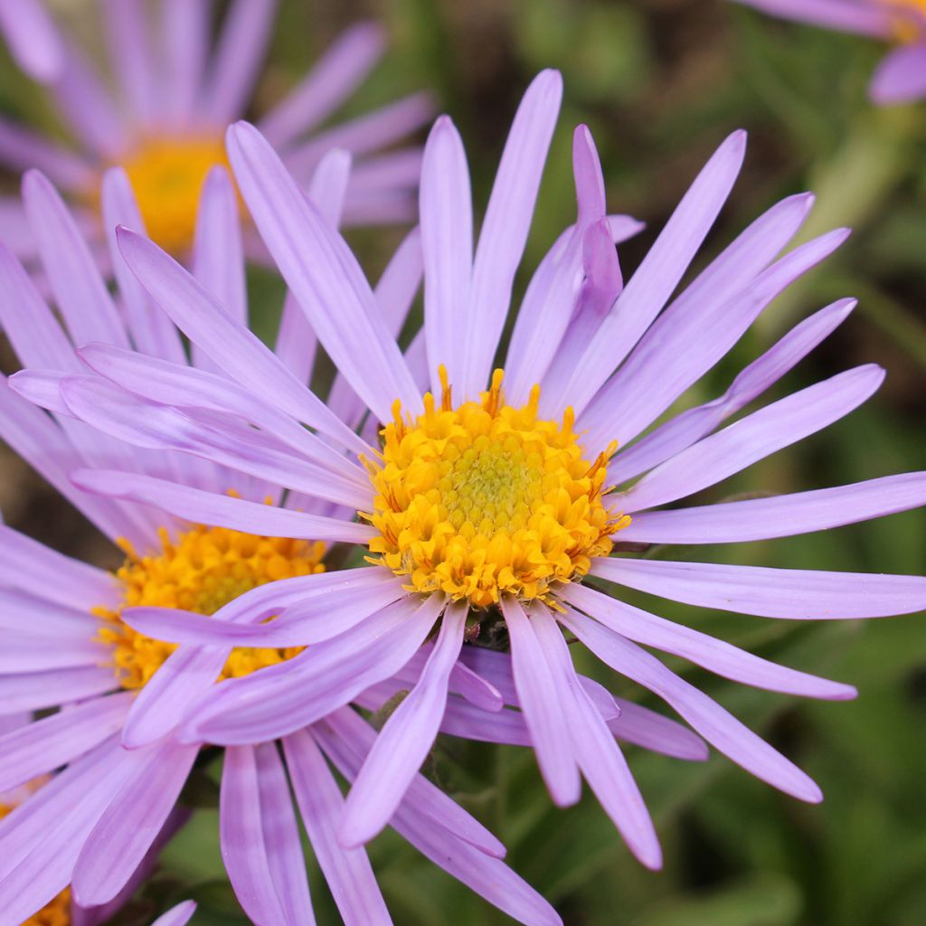 Syysasteri - Aster farreri