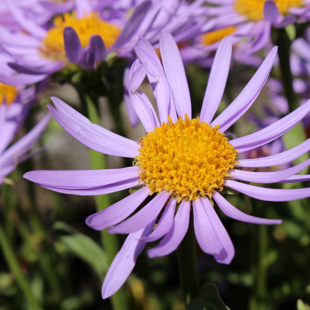 Syysasteri - Aster farreri