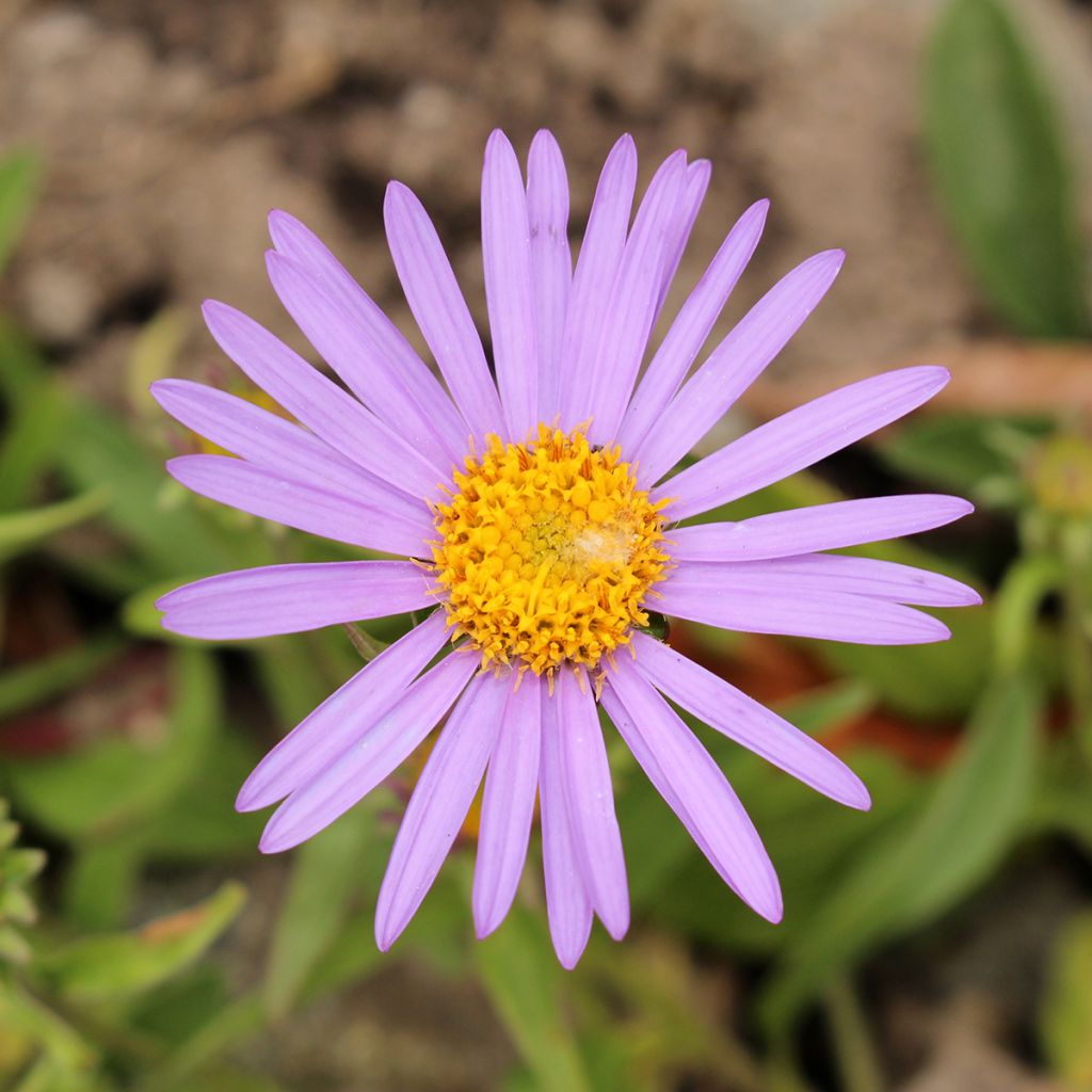 Syysasteri - Aster farreri
