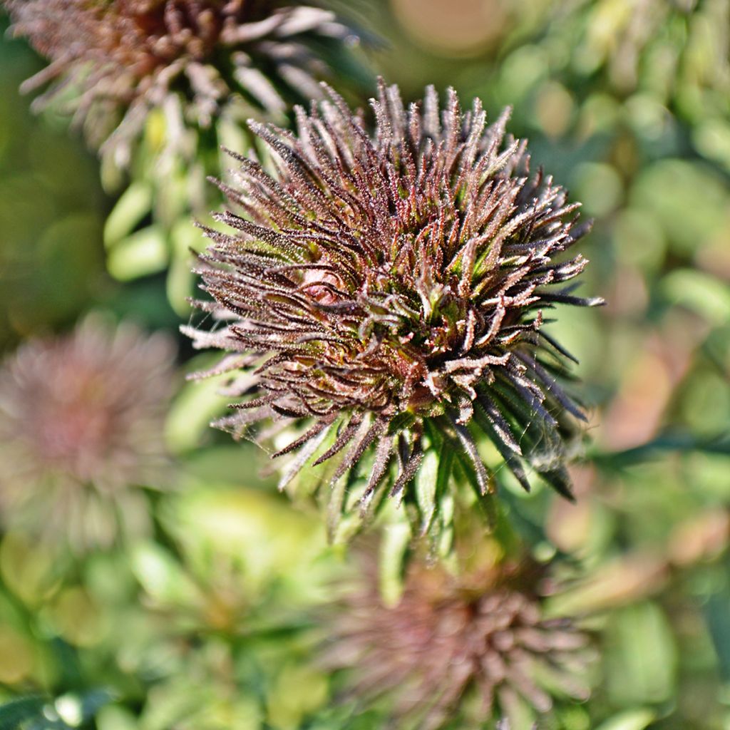 Tuoksuasteri Ann Leys