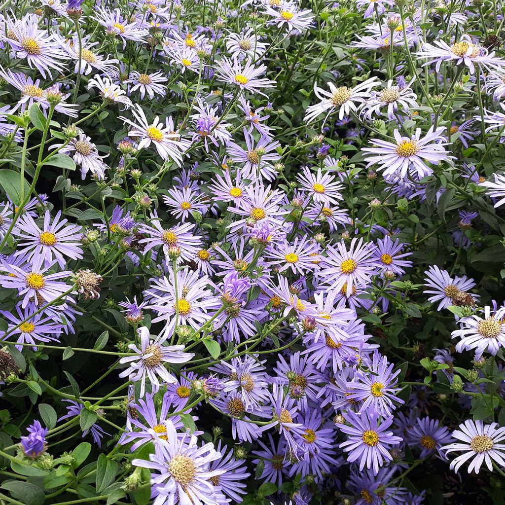 Siloasteri - Aster laevis