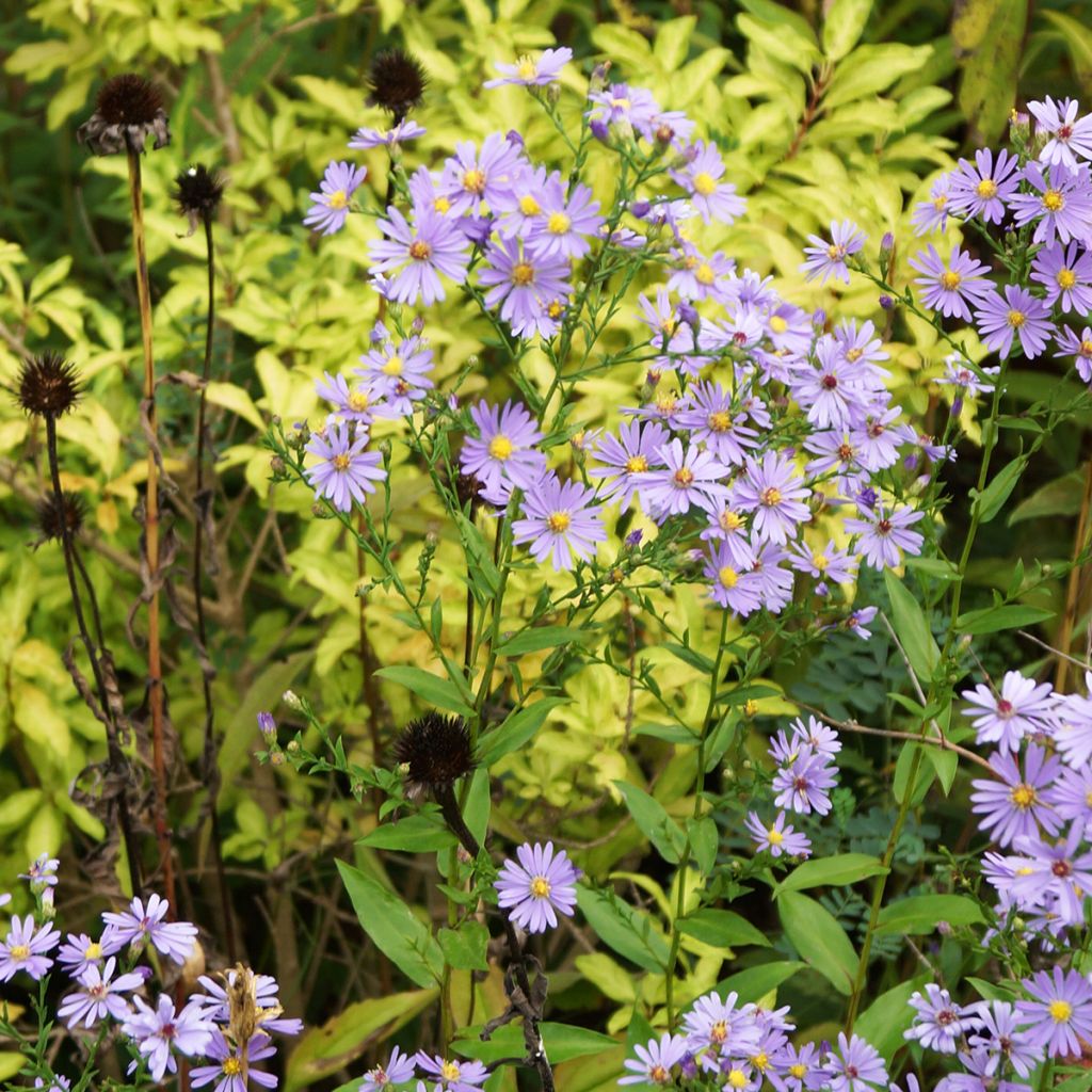Siloasteri - Aster laevis