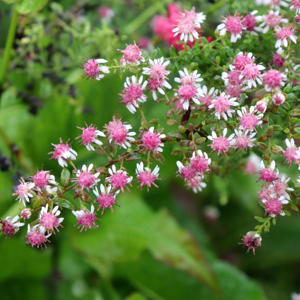 Asteri Horizontalis
