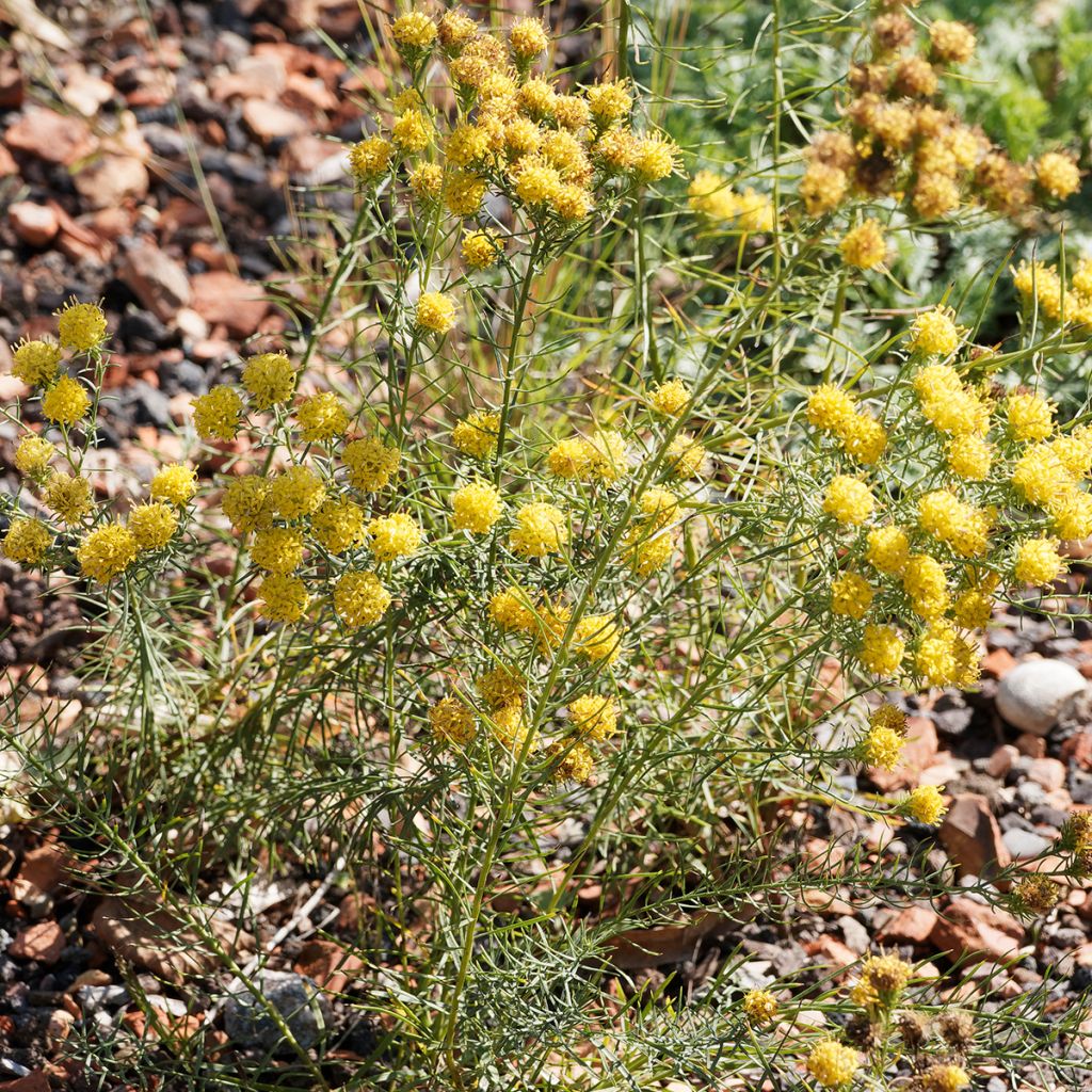 Kultakutriasteri - Aster linosyris
