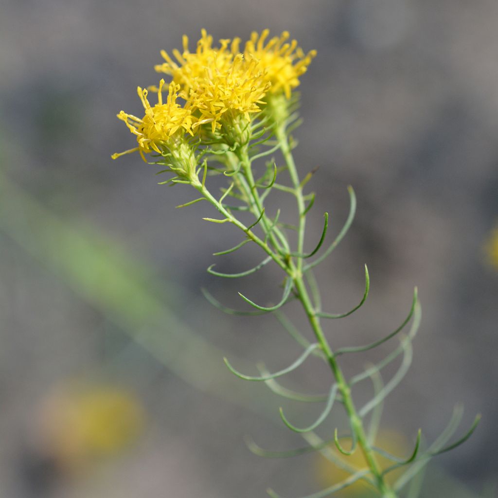 Kultakutriasteri - Aster linosyris