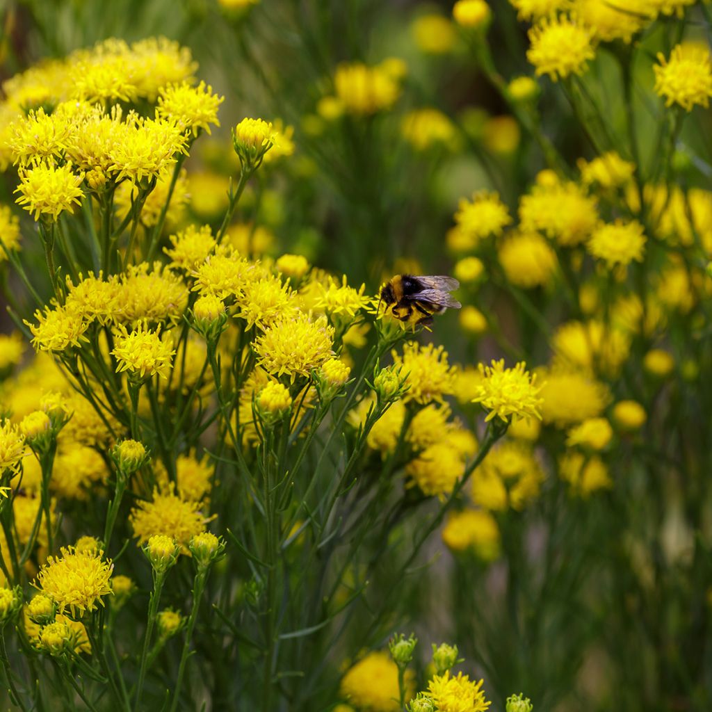 Kultakutriasteri - Aster linosyris