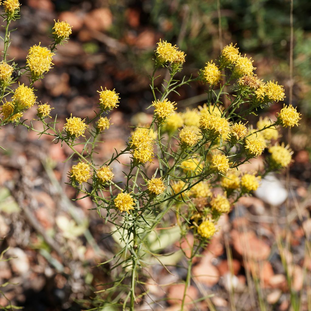 Kultakutriasteri - Aster linosyris