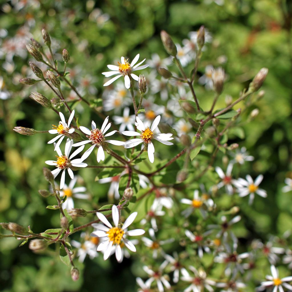 Syysasteri - Aster macrophyllus