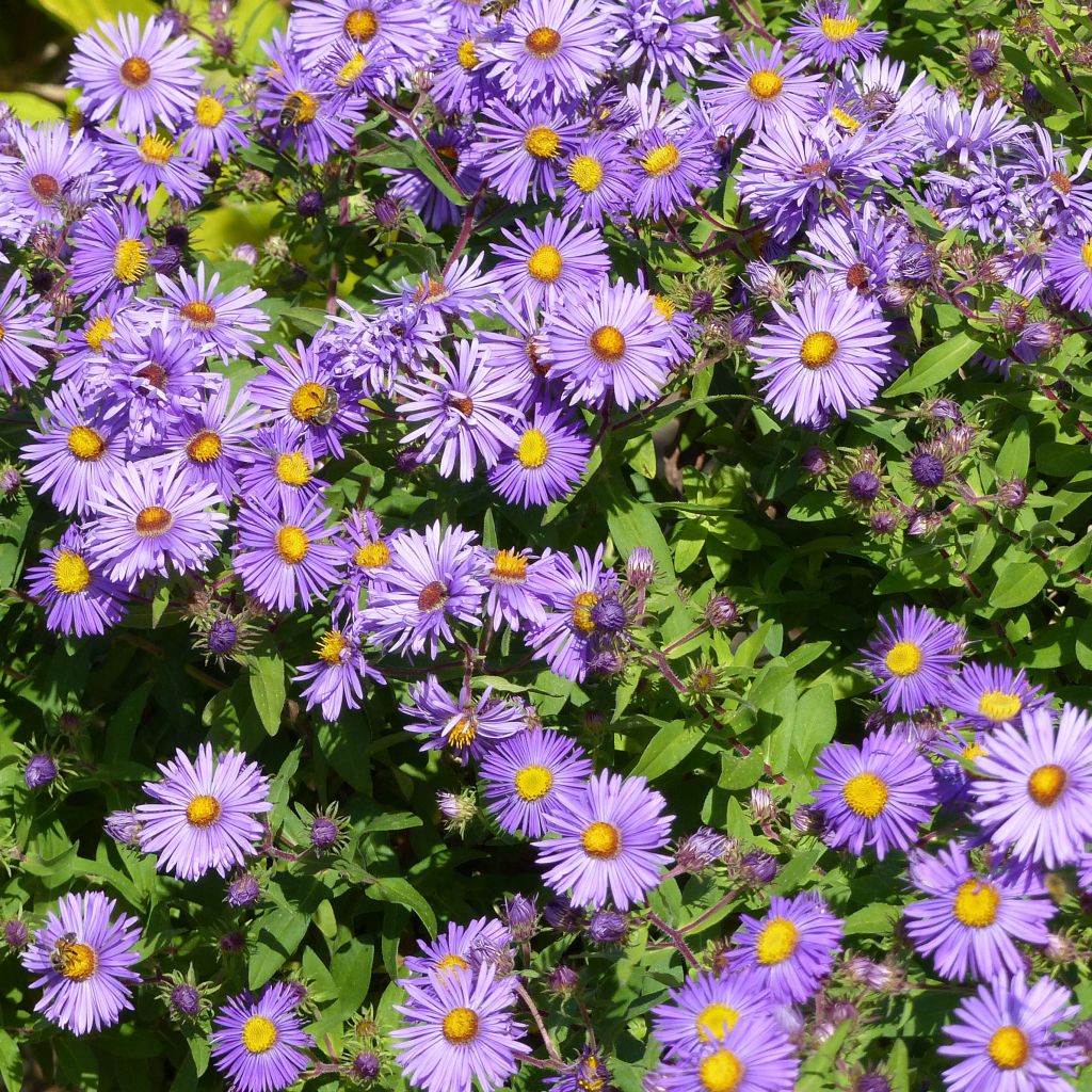 Tuoksuasteri Barrs Blue