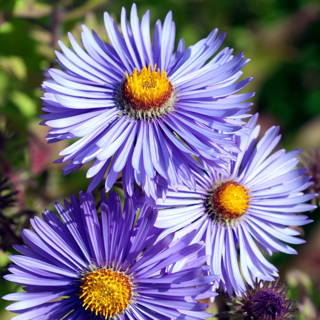 Tuoksuasteri Barrs Blue