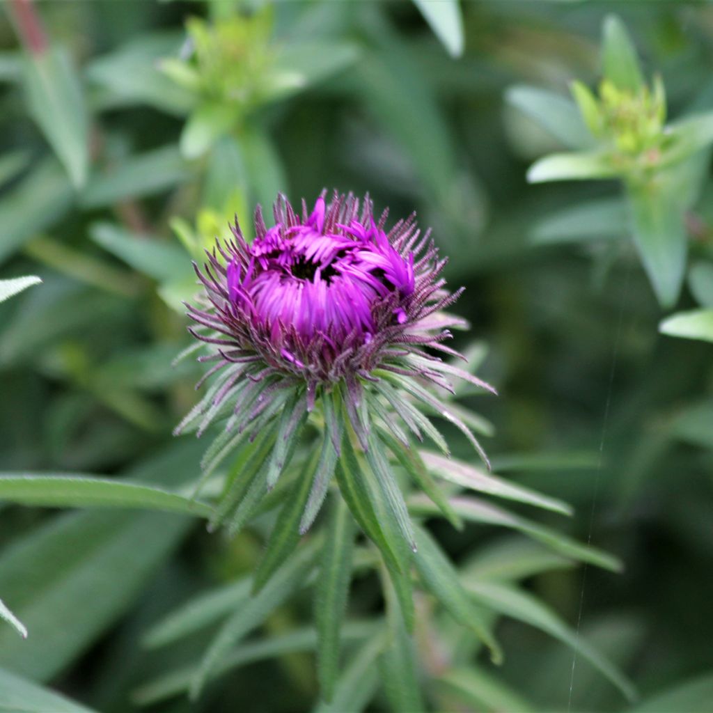 Tuoksuasteri Purple Dome