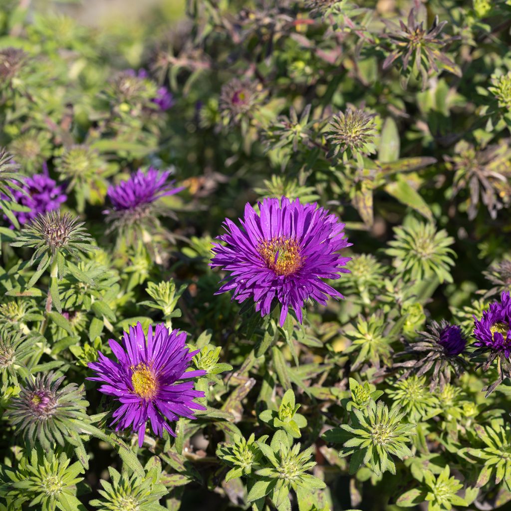 Tuoksuasteri Purple Dome