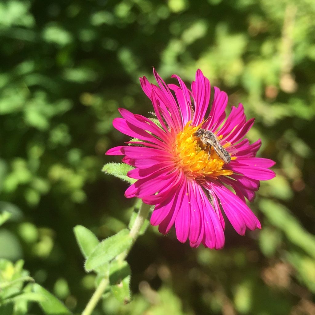 Tuoksuasteri Septemberrubin
