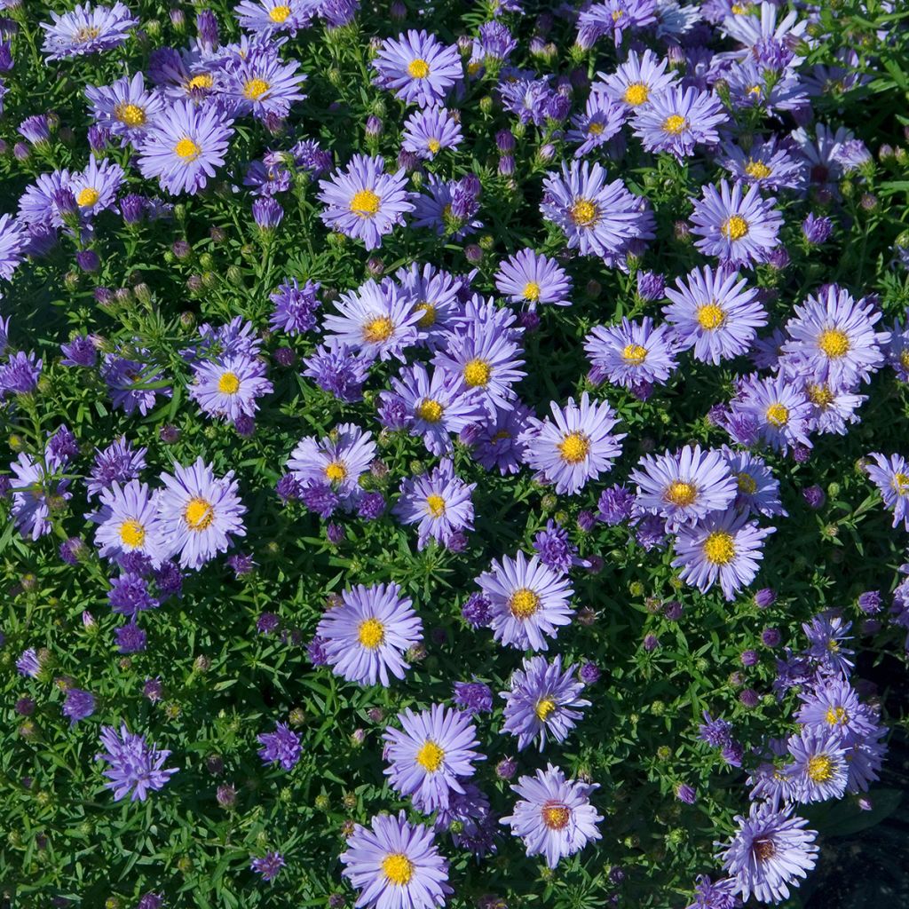 Syysasteri Audrey