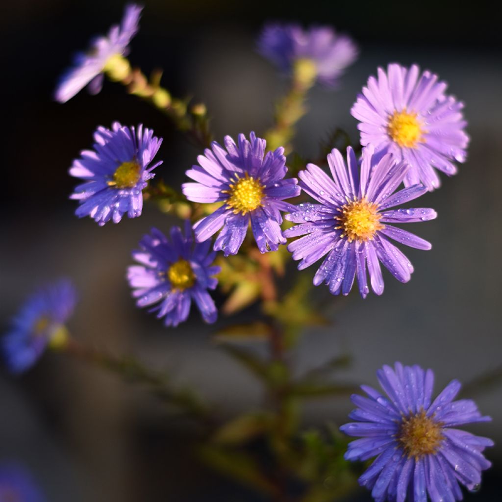 Syysasteri Dauerblau