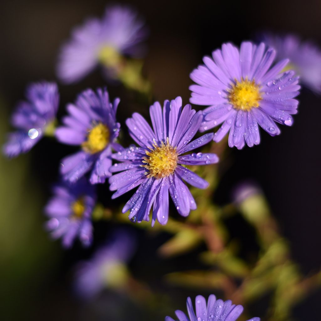 Syysasteri Dauerblau