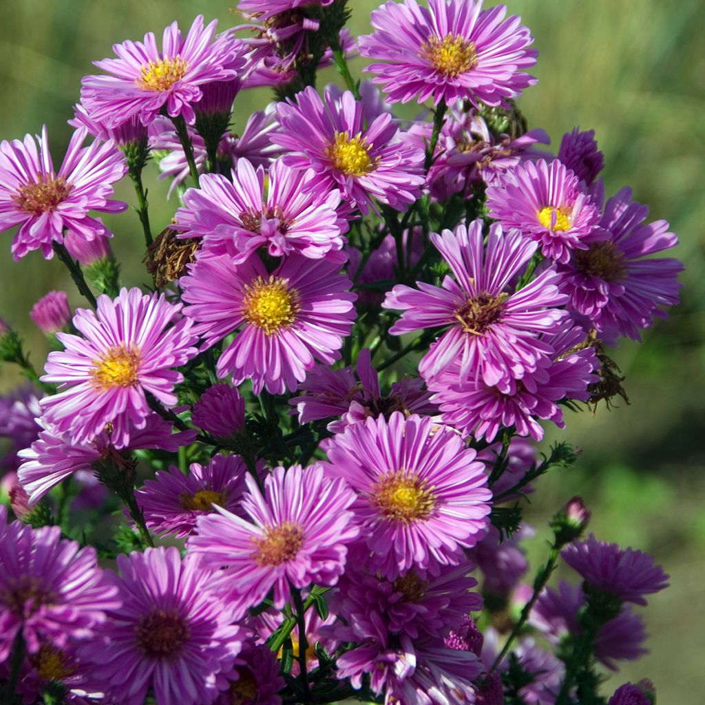 Syysasteri Patricia Ballard