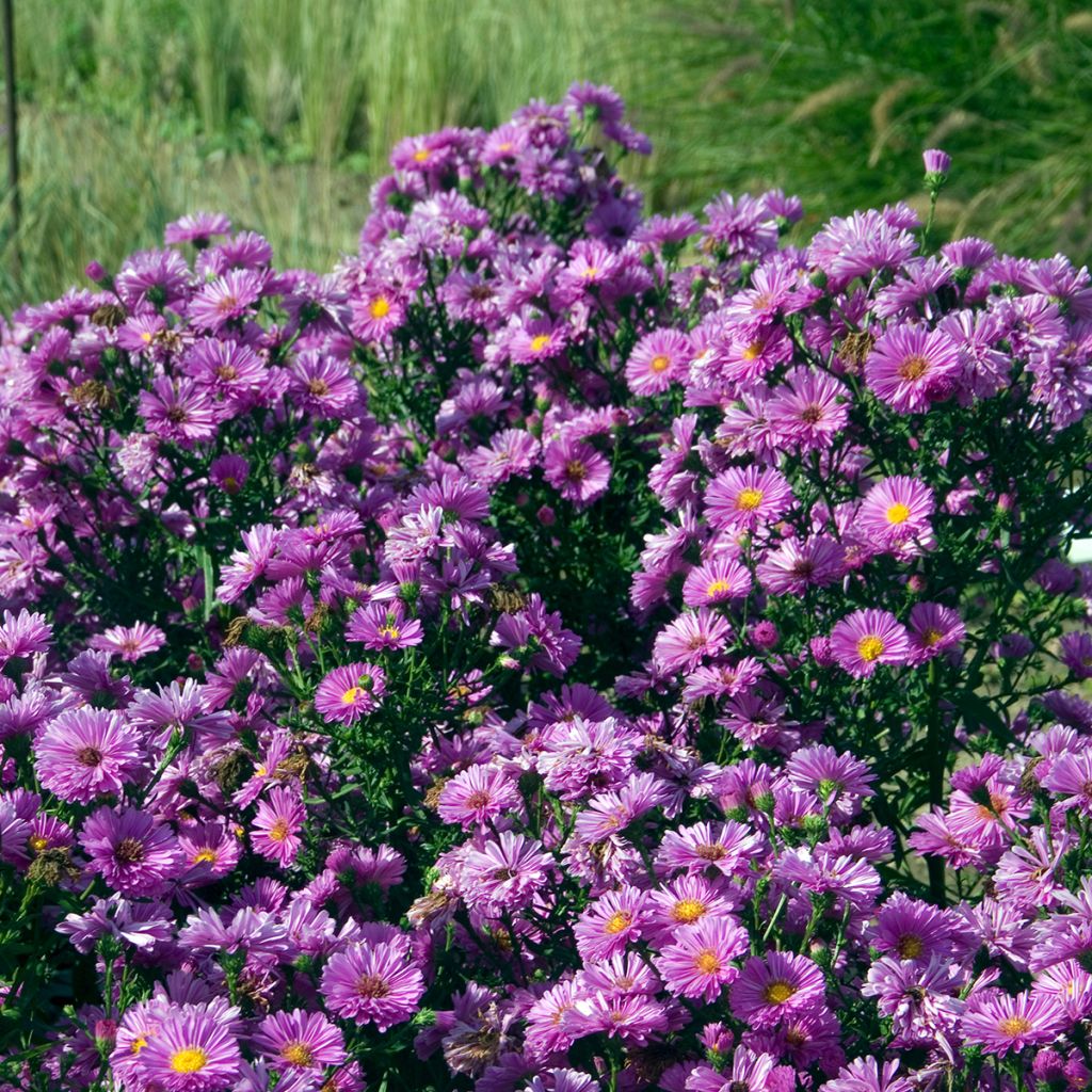 Syysasteri Patricia Ballard