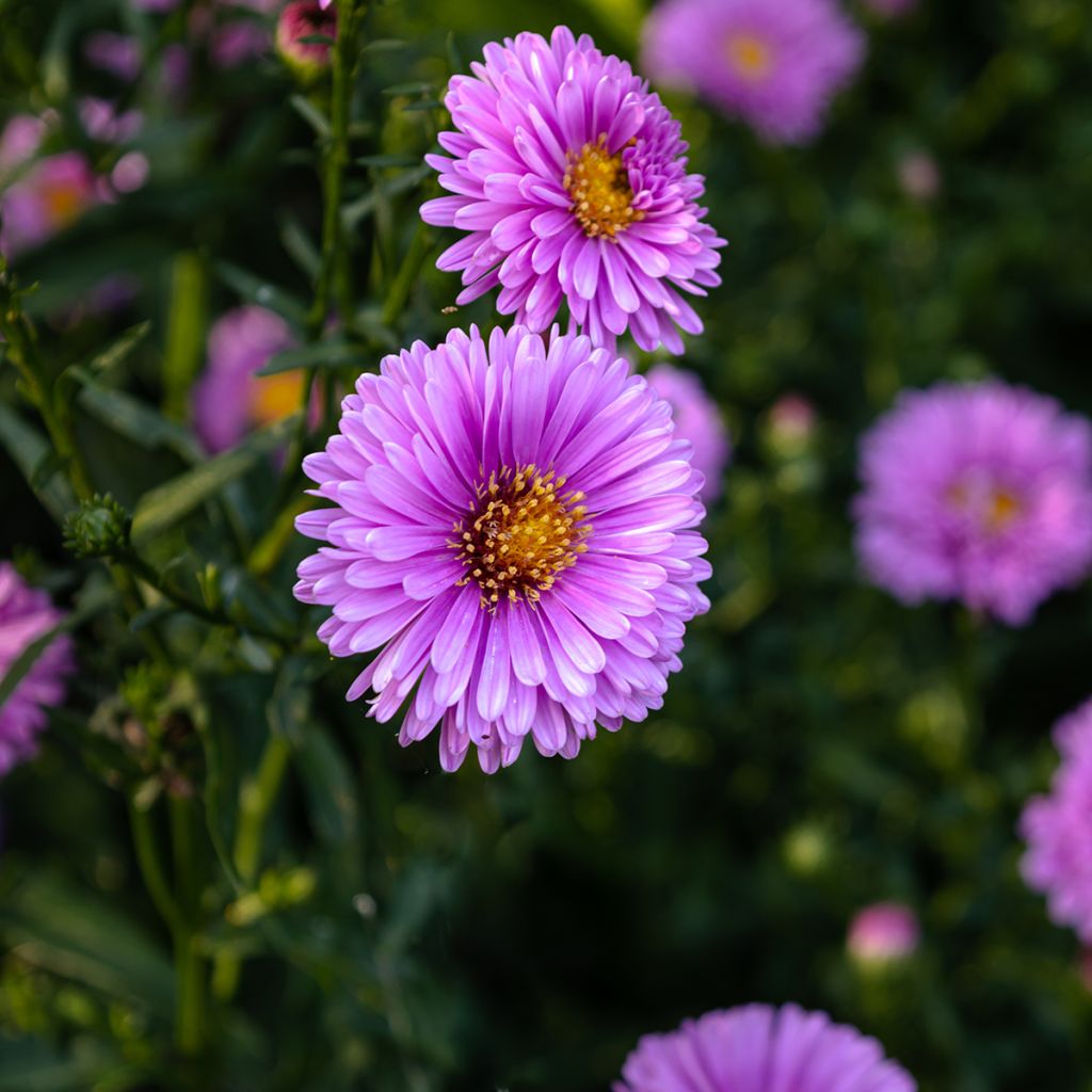 Syysasteri Patricia Ballard