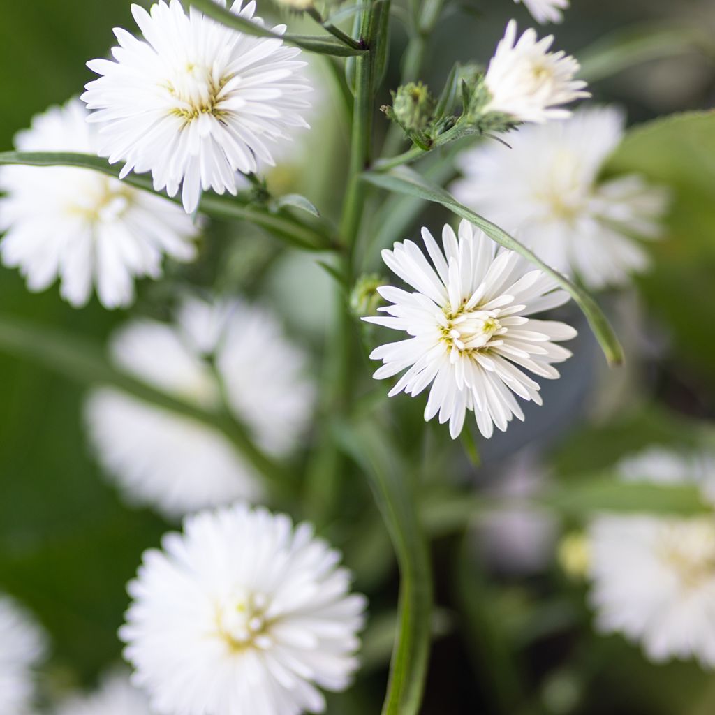 Syysasteri White Lady