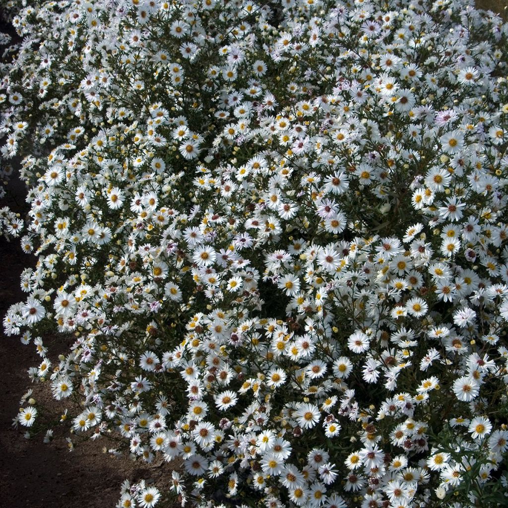 Syysasteri White Lady