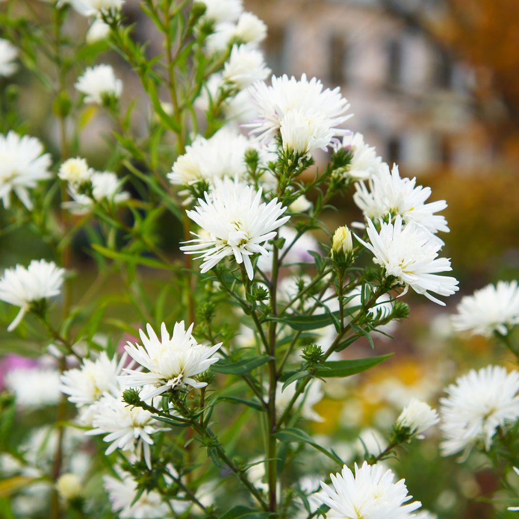 Syysasteri White Lady